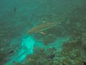 underwater (11)